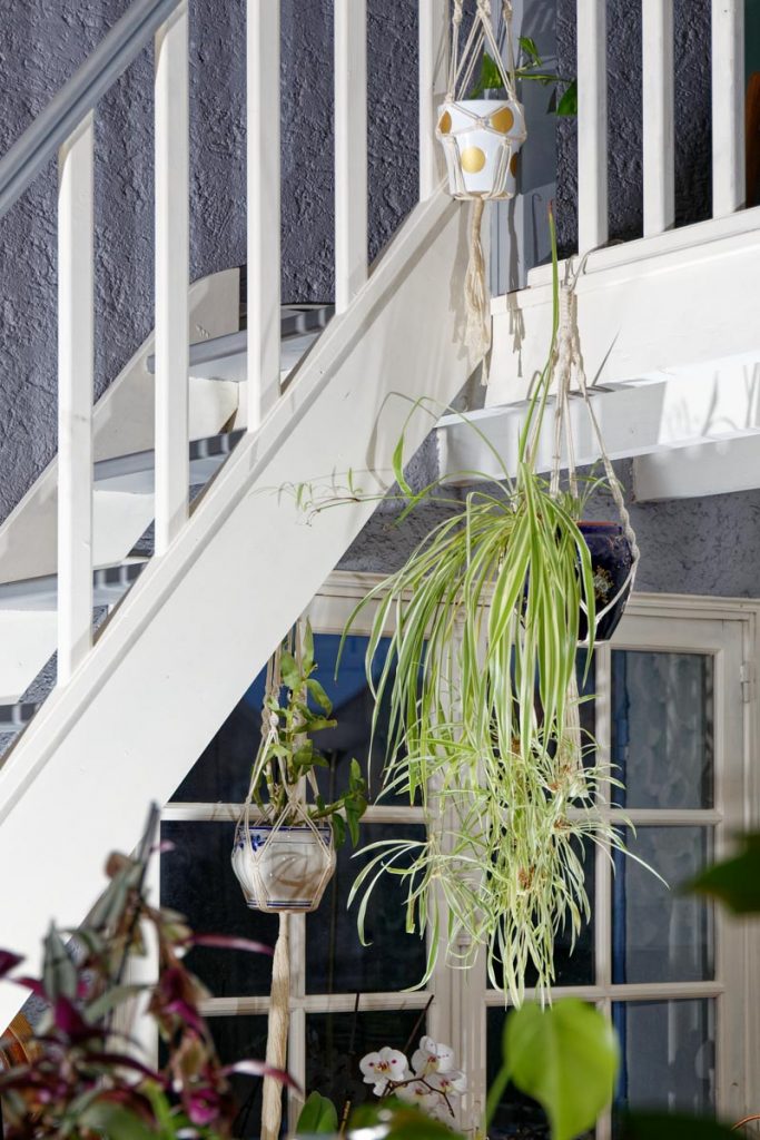 Bouture de pothos suspendue