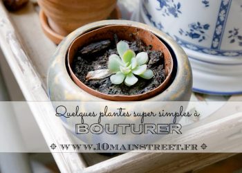 Bouturer : quelques plantes super simples
