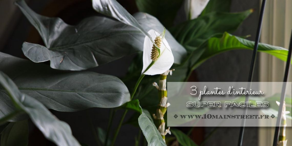 3 plantes super faciles pour votre intérieur