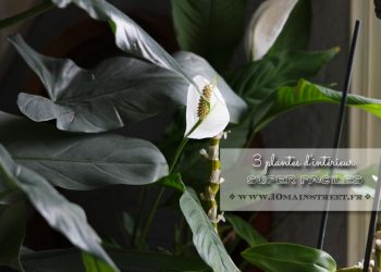 3 plantes super faciles pour votre intérieur