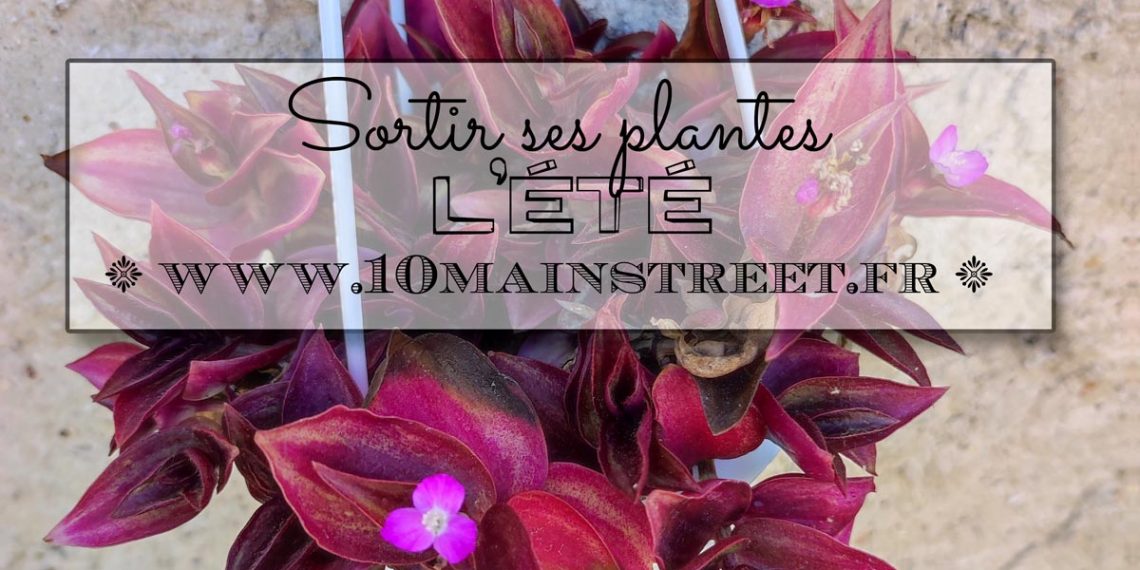 Sortir ses plantes l'été : pourquoi et comment ?