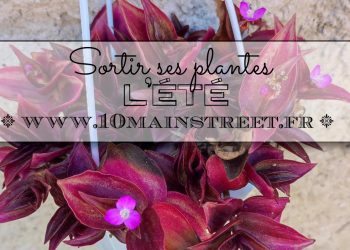 Sortir ses plantes l'été : pourquoi et comment ?