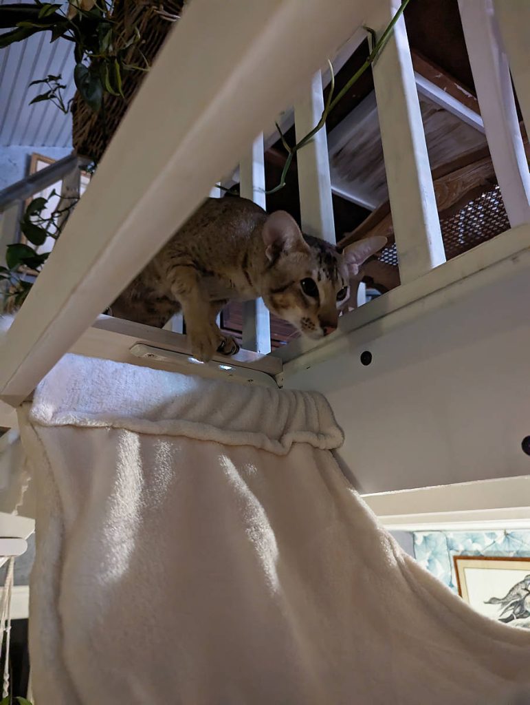 Julius intrigué par le hamac