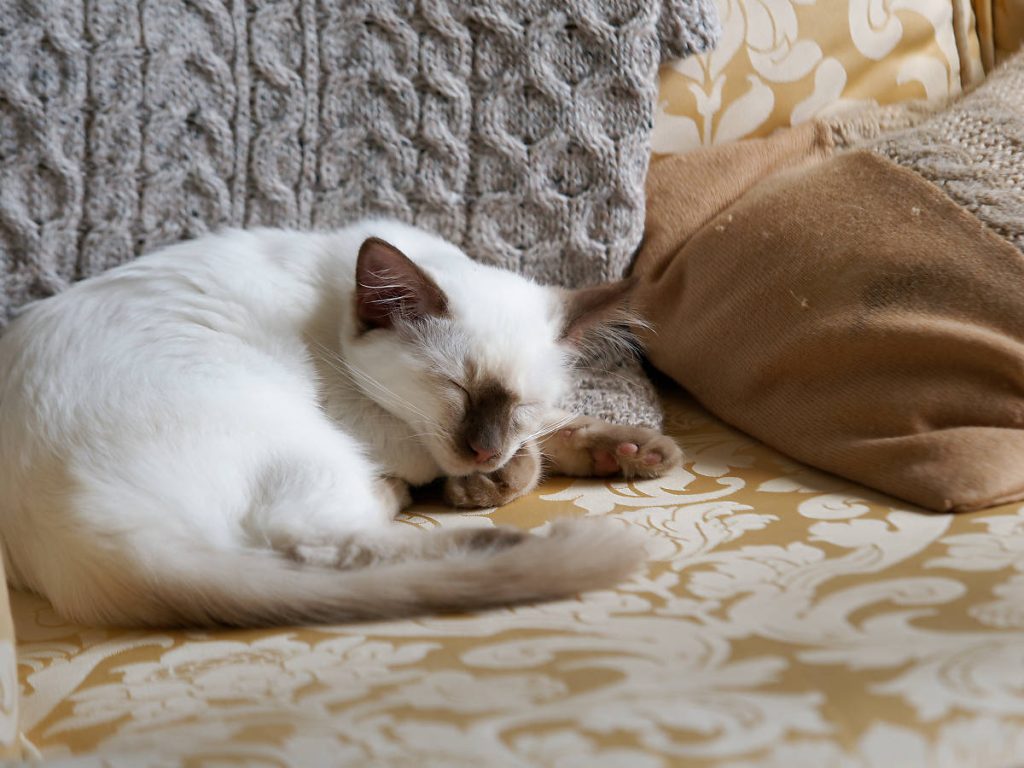 Tullia sur le canapé