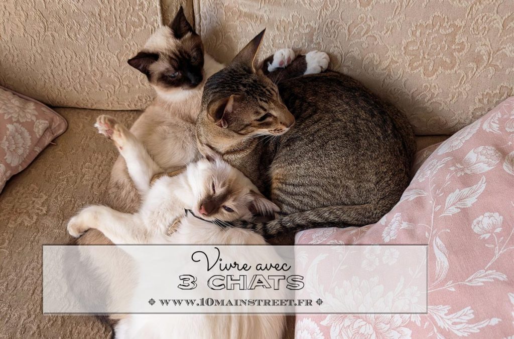 Vivre avec trois chats - 10 Main Street