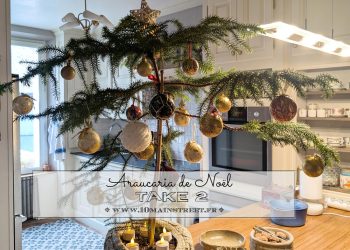 Araucaria de Noël, take 2