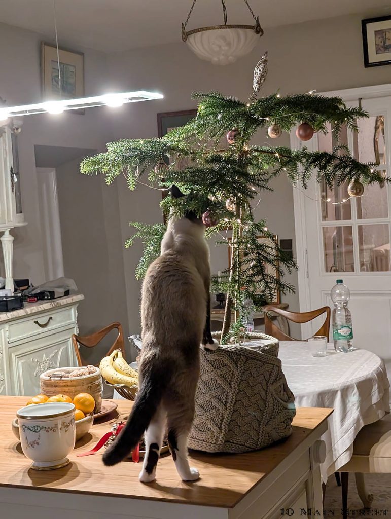 Octavie escalade l'araucaria