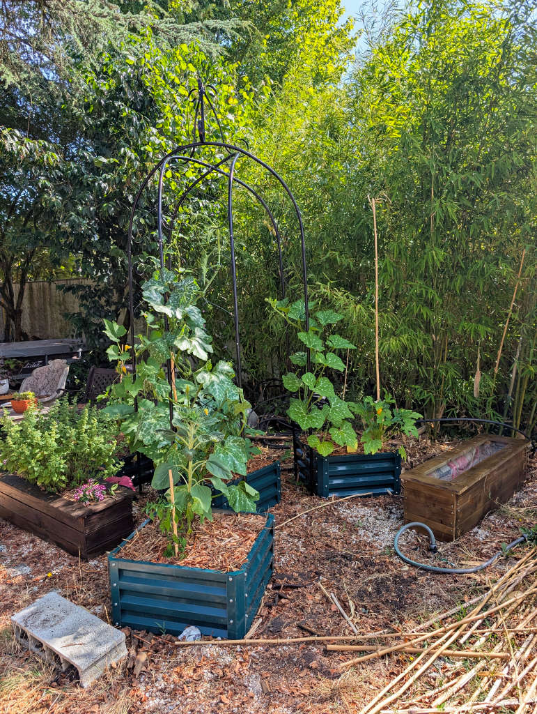 Le fond du potager reconfiguré
