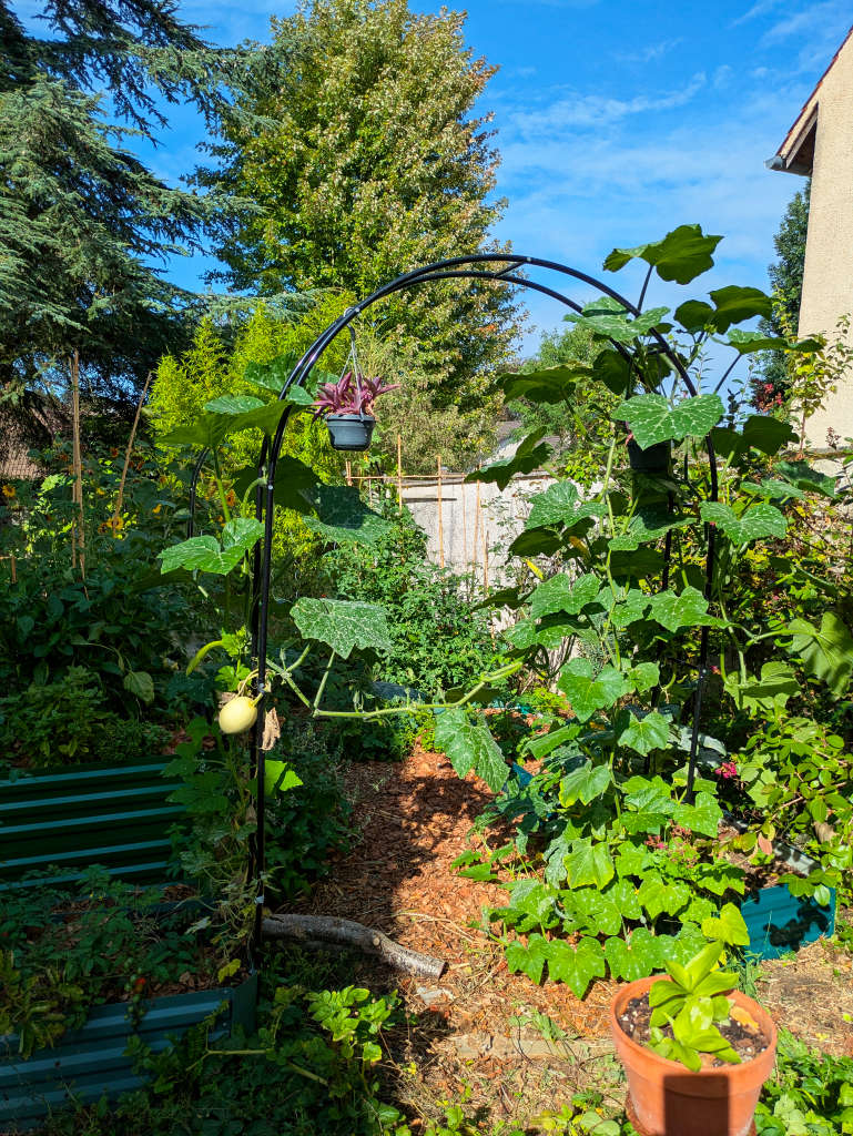 Courges grimpantes