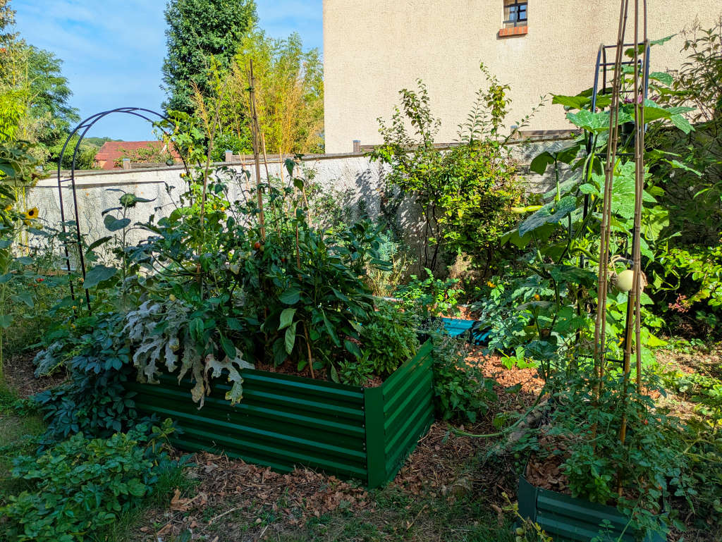 Courgette en bac