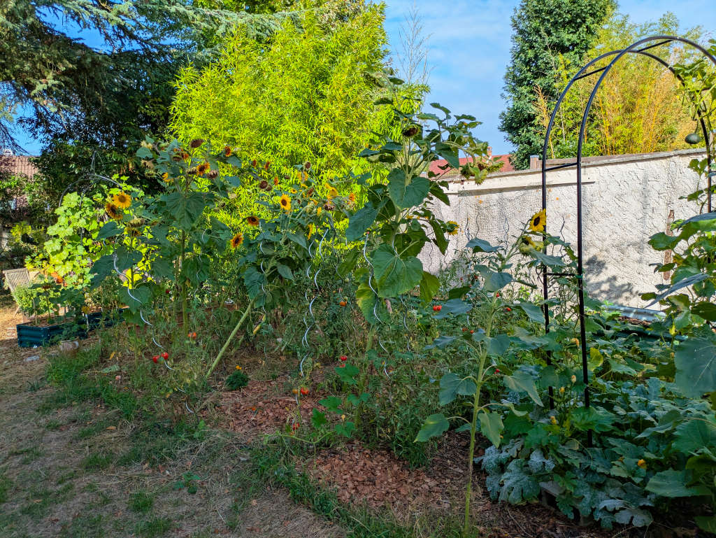 tournesols de travers