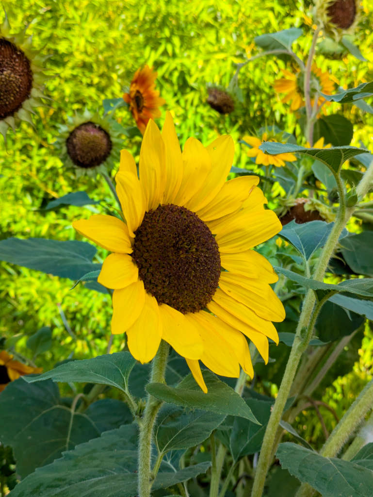 tournesol jaune