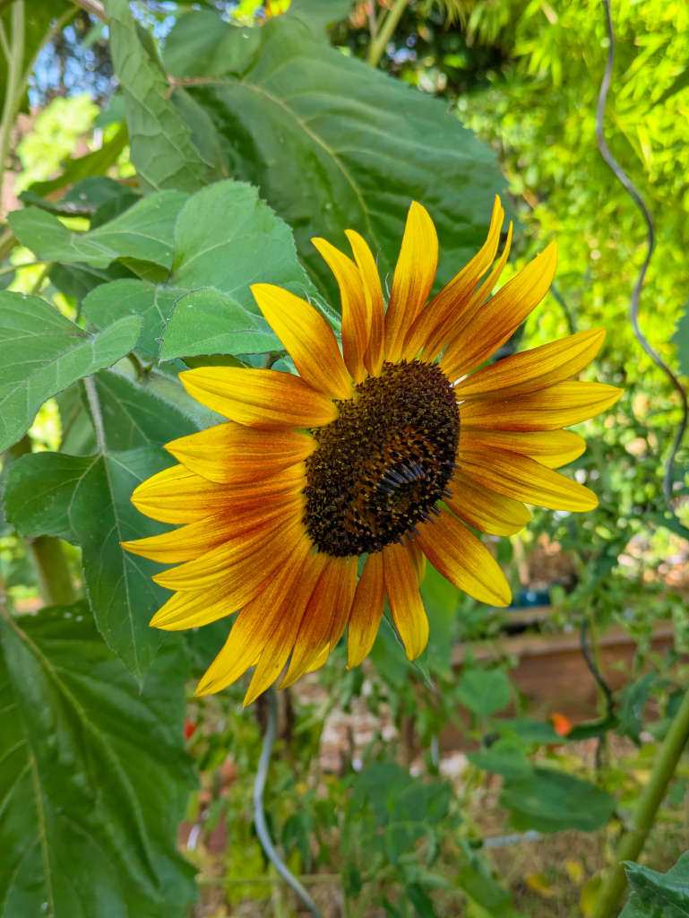 tournesol orange