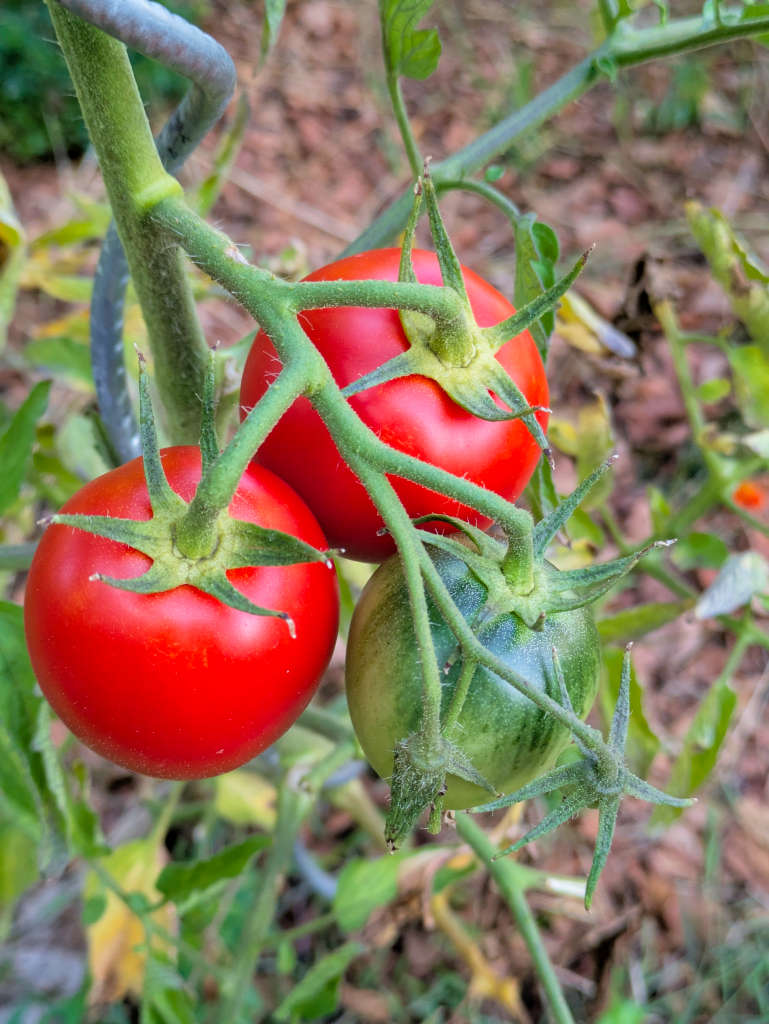 tomates mûres
