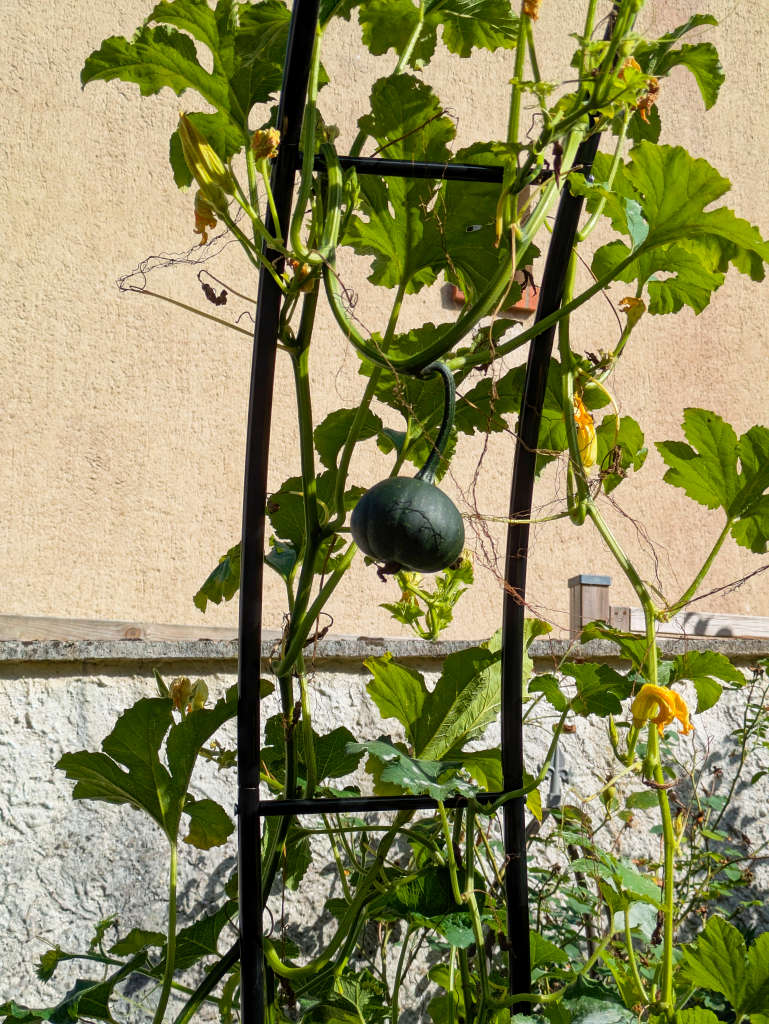 jolies coloquintes