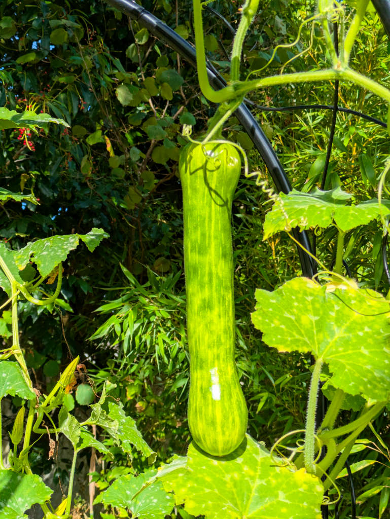 courge de Nice