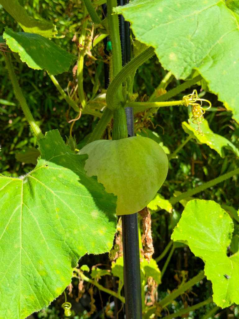 potiron bleu de Hongrie