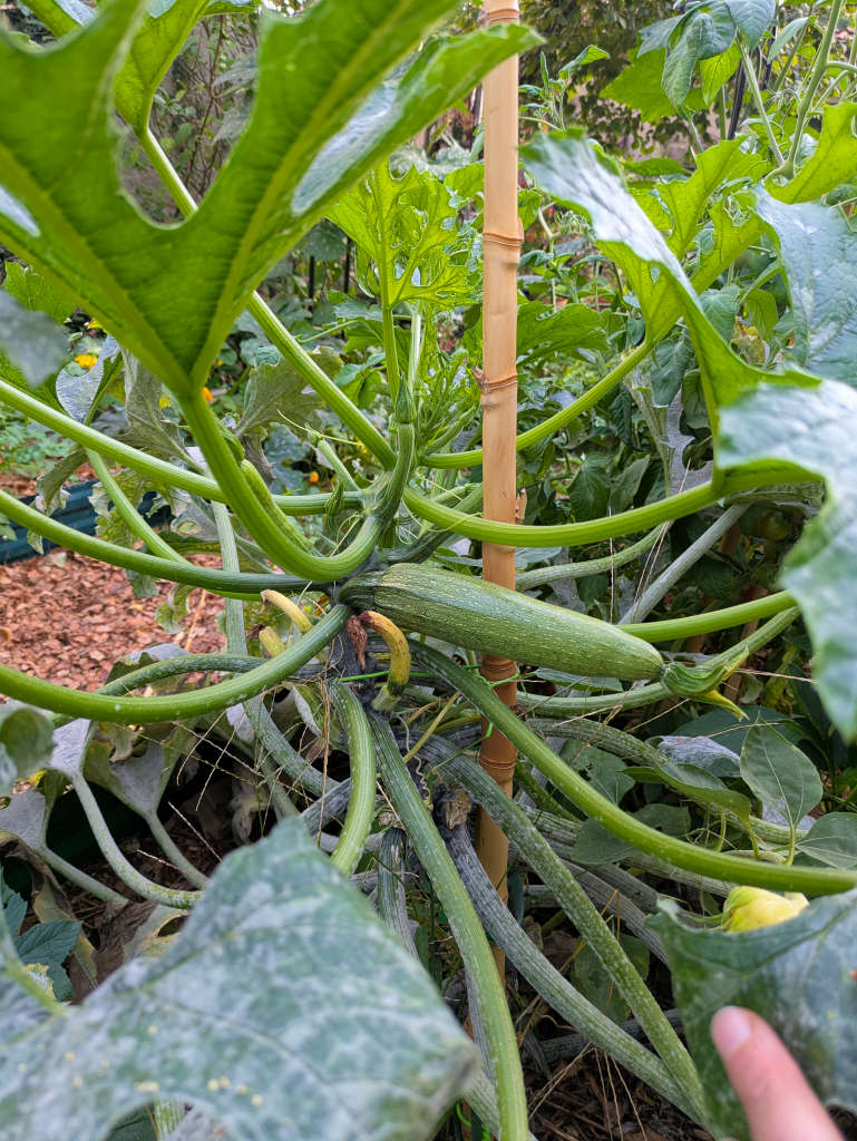 courgette genovese