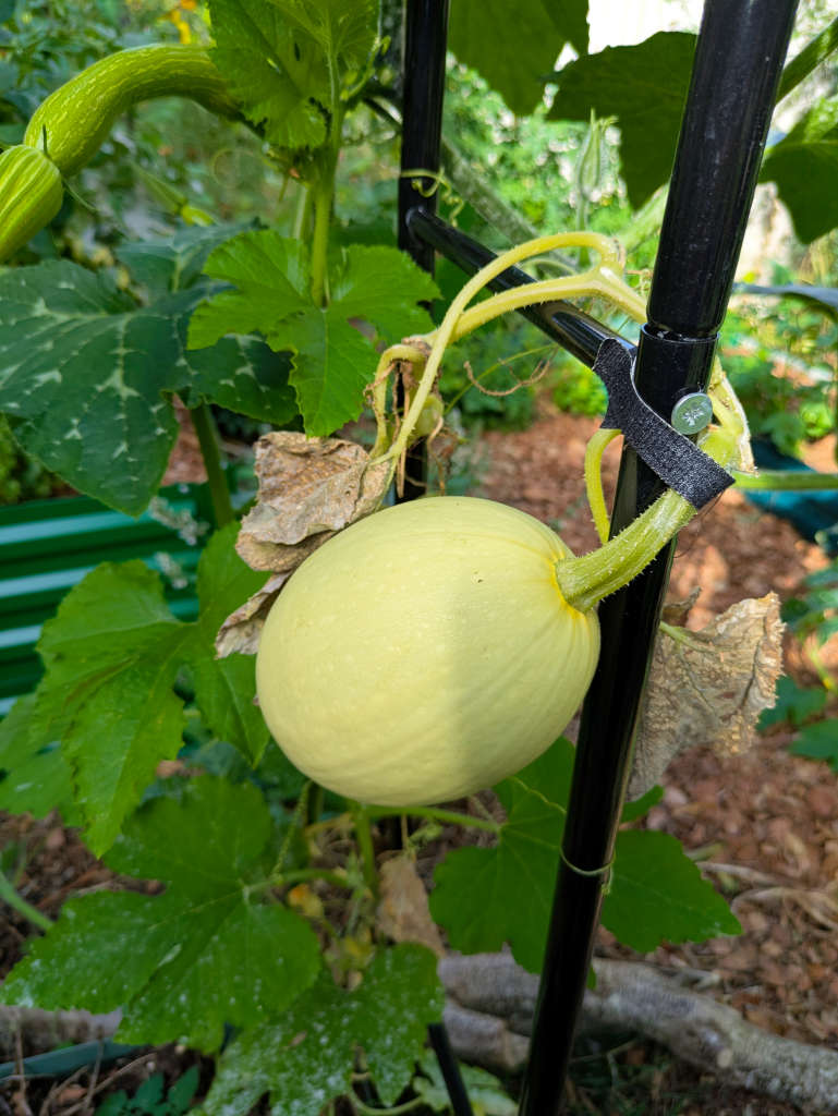 courge spaghetti