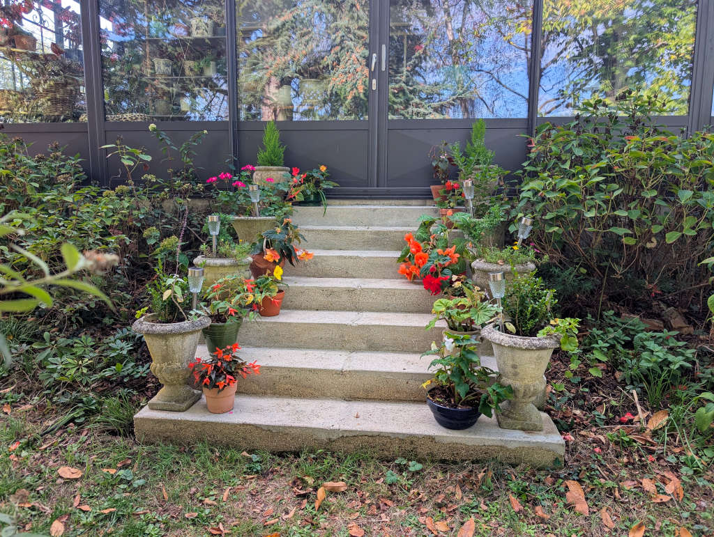 Bégonias tubéreux