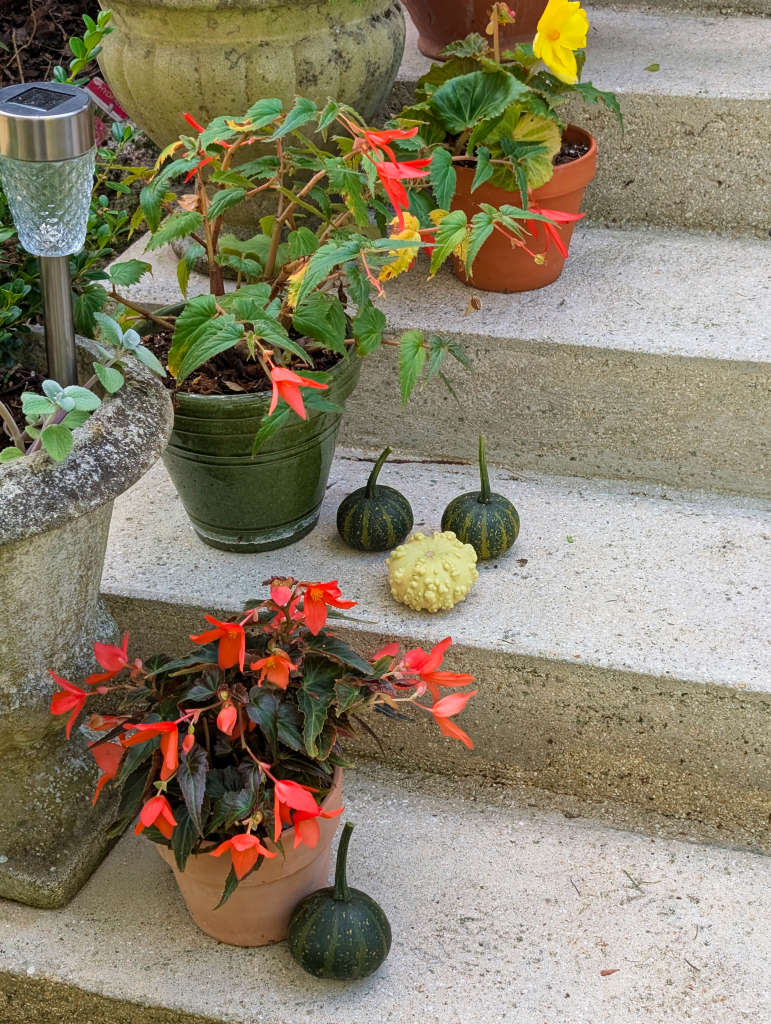 coloquintes et bégonias tubéreux