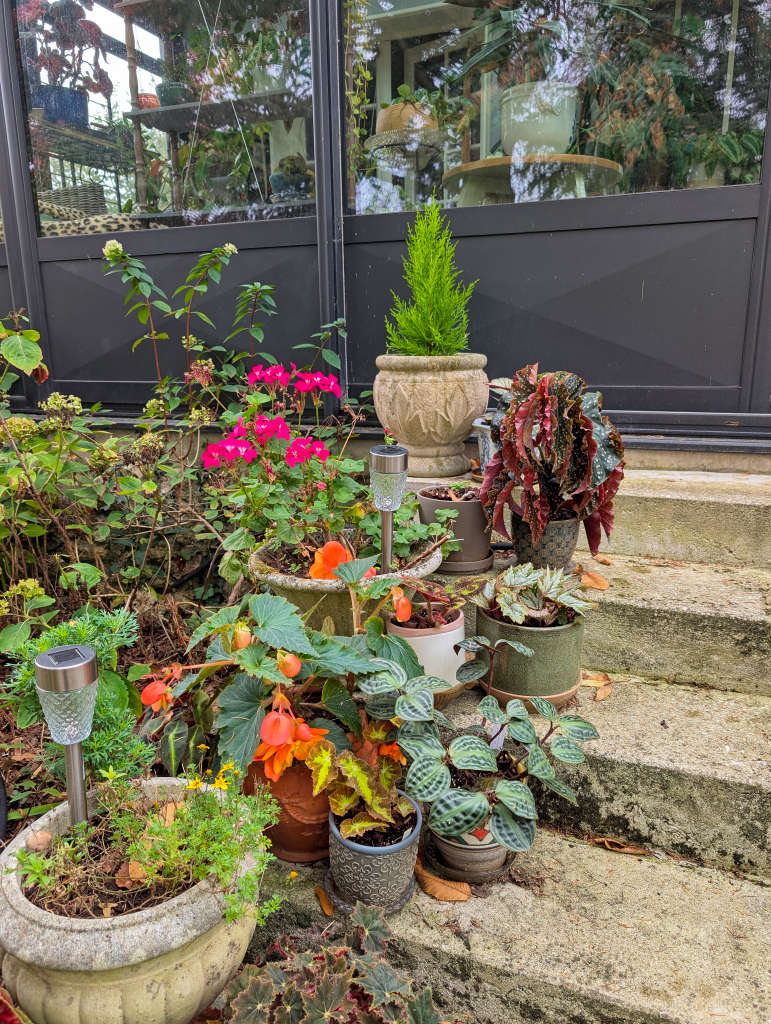 Plantes sur l'escalier de la véranda