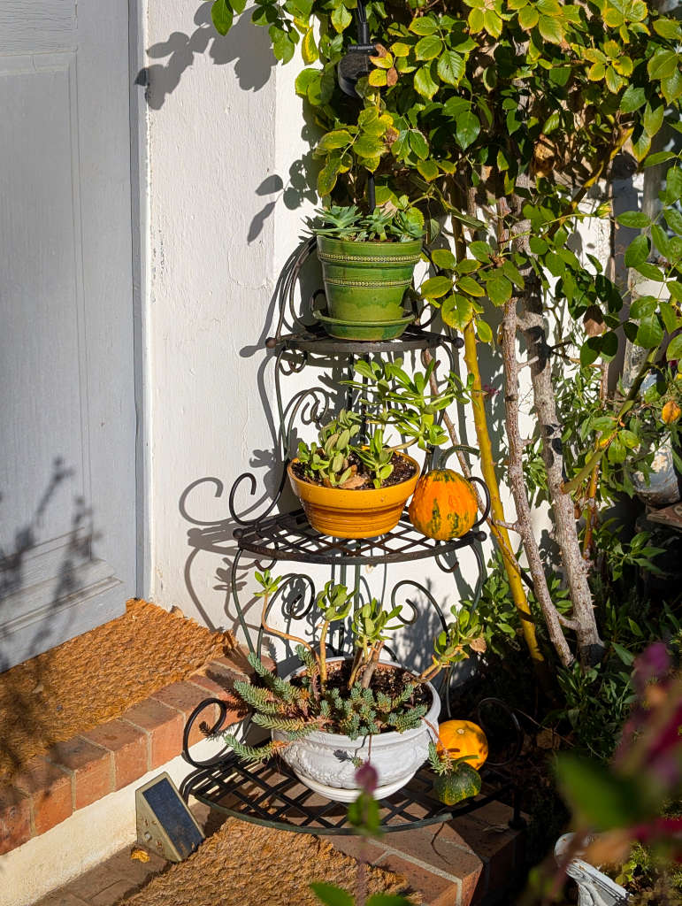 coloquintes et plantes grasses