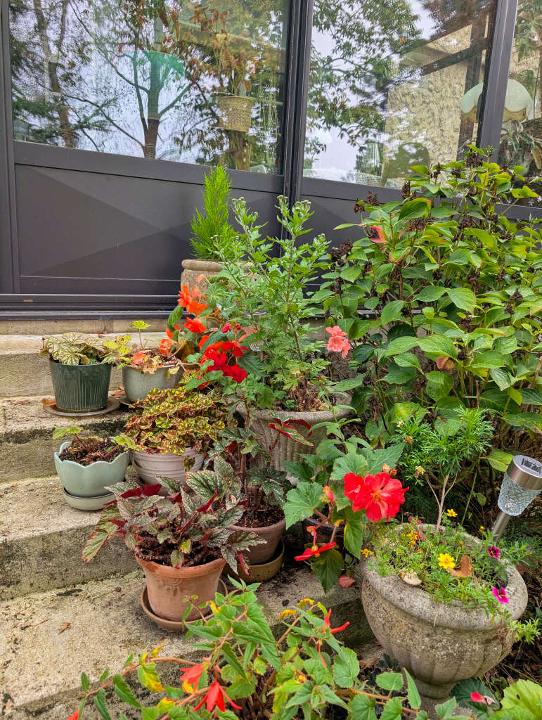 Bégonias sur l'escalier de la véranda