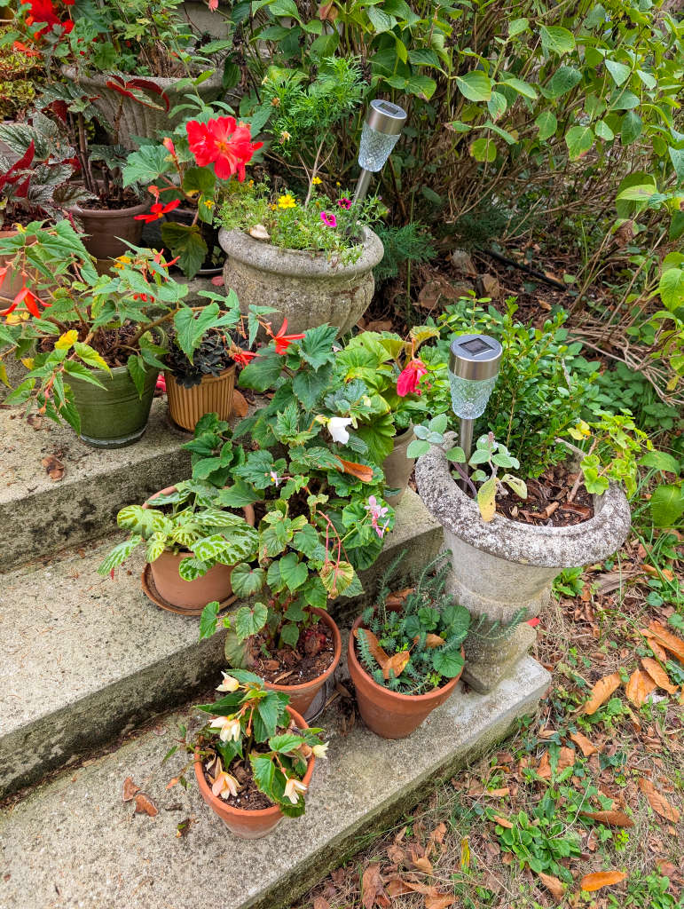 Plantes sur l'escalier de la véranda